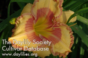 Daylily Apricot Beauty